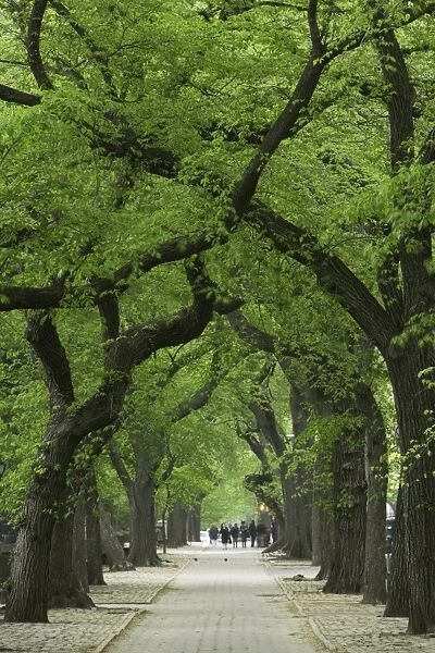 USA, New York, New York City, Central Park, tree lined path