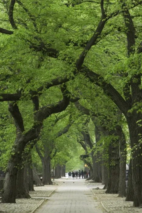 Framed Print : USA, New York, New York City, Central Park, tree lined path Framed Print : USA, New York, New York City, Central Park, tree lined path