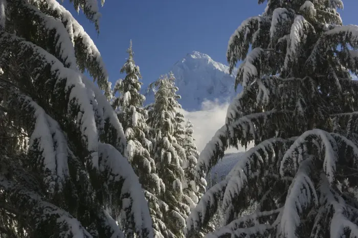 Framed Print : USA, Oregon, Cascade Range, Mt Hood through snowy evergreen forest Framed Print : USA, Oregon, Cascade Range, Mt Hood through snowy evergreen forest
