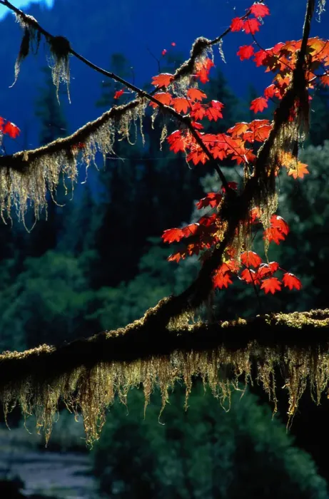 Framed Print : USA. Twigs with bright fall leaves and moss, Washington, autumn. Olympic National Park Framed Print : USA. Twigs with bright fall leaves and moss, Washington, autumn. Olympic National Park