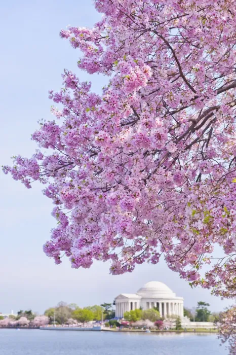 Framed Print : USA, Washington DC, Cherry tree in blossom with Jefferson Memorial in background Framed Print : USA, Washington DC, Cherry tree in blossom with Jefferson Memorial in background