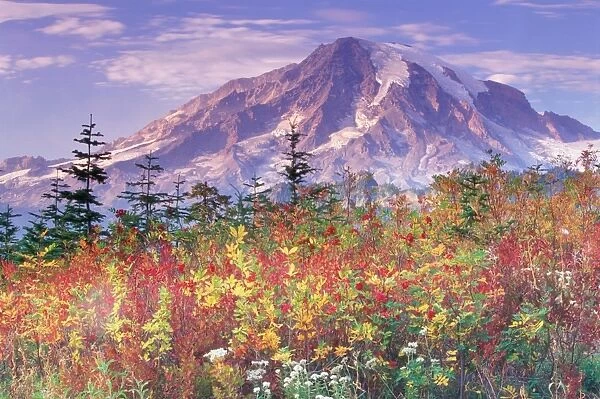 USA, Washington, Mount Rainier National Park, Mountain Ash (Sorbus sp