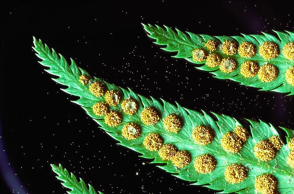 USA, Washington, sword fern (Nephrolepis exaltata) frond spores
