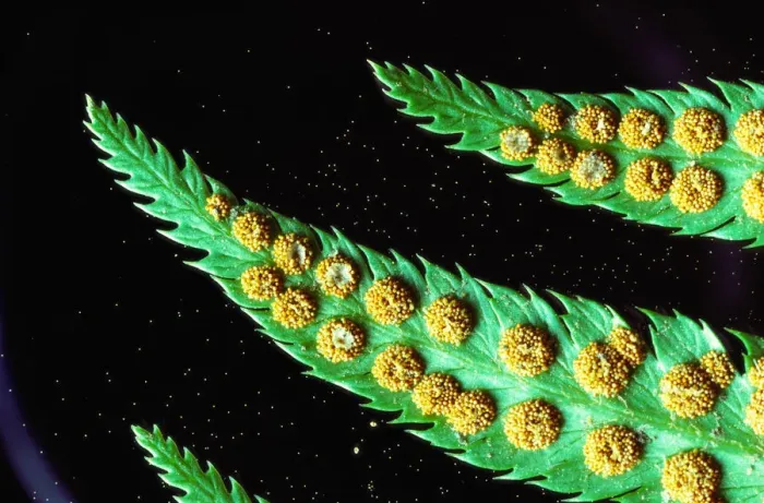 Framed Print : USA, Washington, sword fern (Nephrolepis exaltata) frond spores Framed Print : USA, Washington, sword fern (Nephrolepis exaltata) frond spores