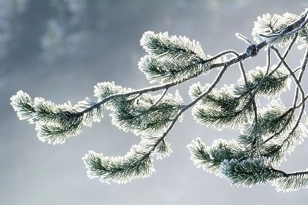 USA, Wyoming, frost covered evergreen branch, close-up