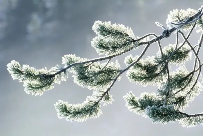 Framed Print : USA, Wyoming, frost covered evergreen branch, close-up Framed Print : USA, Wyoming, frost covered evergreen branch, close-up