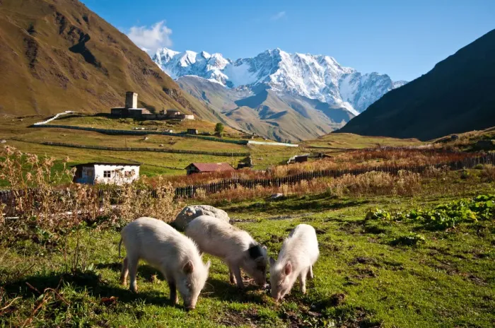 Framed Print : Ushguli Pigs Framed Print : Ushguli Pigs