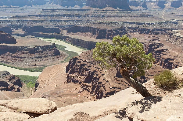 Utah juniper -Juniperus osteosperma-, eroded landscape, canyons, red sandstone, river, Colorado River, Meander Overlook, Dead Horse Point State Park, Utah, Western United States, USA, United States of America, North America