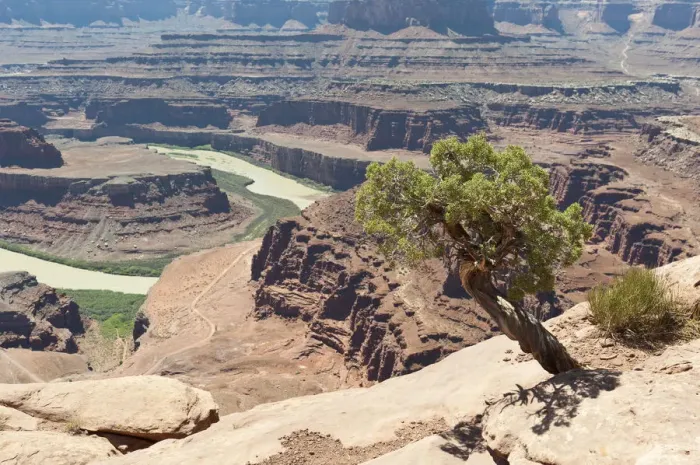 Framed Print : Utah juniper -Juniperus osteosperma-, eroded landscape, canyons, red sandstone, river, Colorado River, Meander Overlook, Dead Horse Point State Park, Utah, Western United States, USA, United States of America, North America