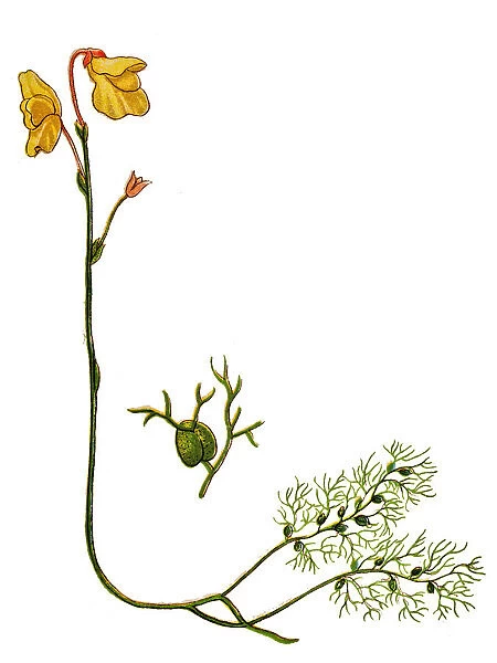 Utricularia vulgaris (greater bladderwort or common bladderwort)