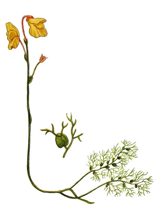 Framed Print : Utricularia vulgaris (greater bladderwort or common bladderwort)