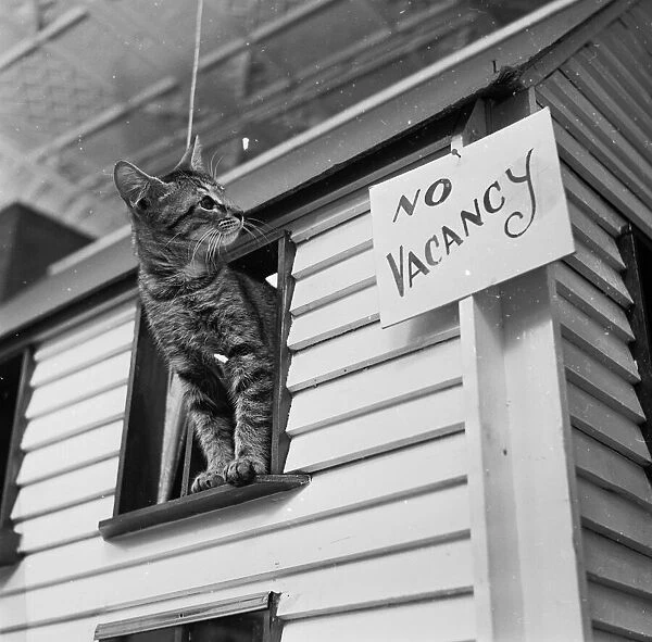 No Vacancies at the Cat Hostel