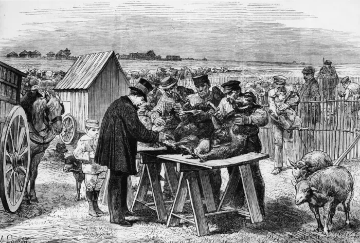 Framed Print : Vaccinating Sheep Framed Print : Vaccinating Sheep