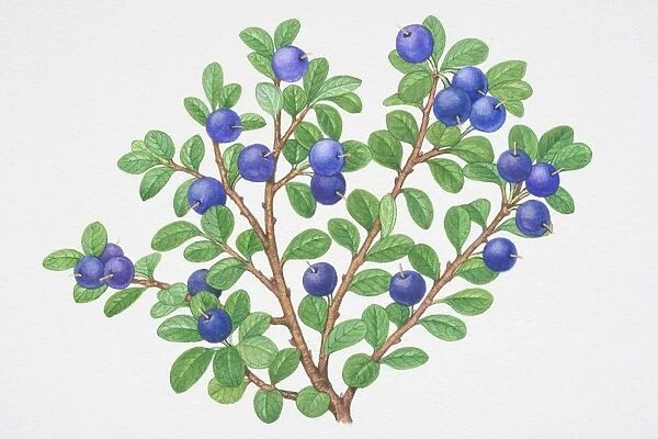 Vaccinium myrtillus, Bilberry, sprigs of blue berries with small green leaves