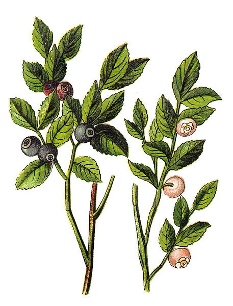 Vaccinium myrtillus, bilberry, wimberry, whortleberry, European blueberry