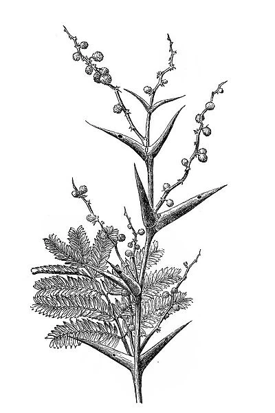 Vachellia sphaerocephala (bulls horn thorn or bee wattle)