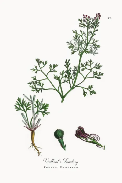 Framed Print : Vaillantas Fumitory, Fumaria Vaillantii, Victorian Botanical Illustration, 1863 Framed Print : Vaillantas Fumitory, Fumaria Vaillantii, Victorian Botanical Illustration, 1863