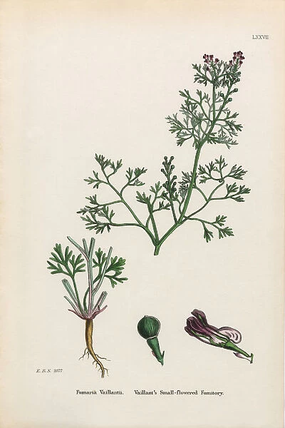 Vaillantas Fumitory, Fumaria Vaillantii, Victorian Botanical Illustration, 1863
