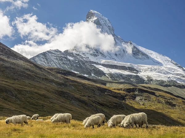 Valais Blacknose Sheep with Matterhorn in background, Zermatt, Valais Canton, Switzerland
