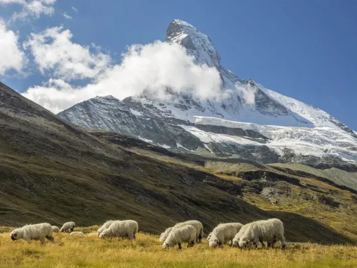 Framed Print : Valais Blacknose Sheep with Matterhorn in background, Zermatt, Valais Canton, Switzerland Framed Print : Valais Blacknose Sheep with Matterhorn in background, Zermatt, Valais Canton, Switzerland