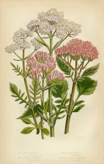 Framed Print : Valeran, Heliotrope, Victorian Botanical Illustration Framed Print : Valeran, Heliotrope, Victorian Botanical Illustration