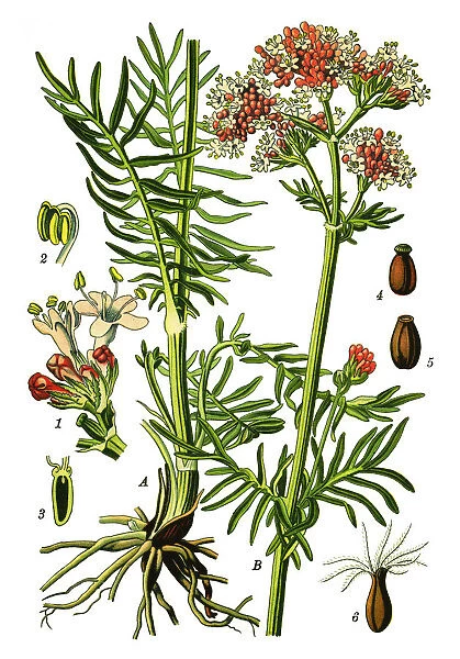 Valerian. Antique illustration of a Medicinal and Herbal Plants.