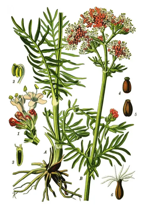 Framed Print : Valerian. Antique illustration of a Medicinal and Herbal Plants. Framed Print : Valerian. Antique illustration of a Medicinal and Herbal Plants.