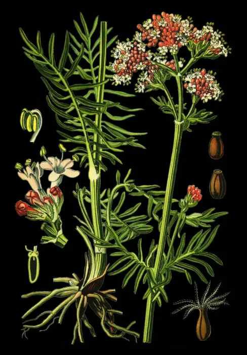 Framed Print : Valerian. Antique illustration of a Medicinal and Herbal Plants. Framed Print : Valerian. Antique illustration of a Medicinal and Herbal Plants.