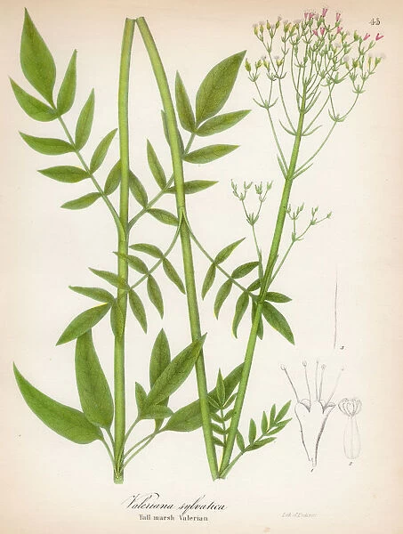 Valerian botanical engraving 1843