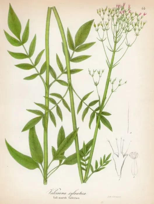 Framed Print : Valerian botanical engraving 1843 Framed Print : Valerian botanical engraving 1843