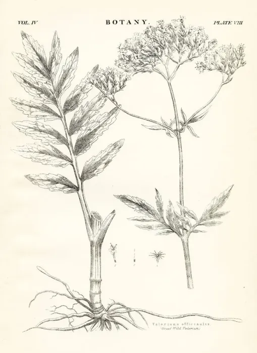Framed Print : Valerian engraving 1877 Framed Print : Valerian engraving 1877