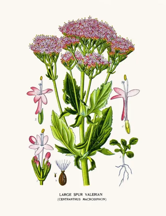 Framed Print : Valerian plant Framed Print : Valerian plant