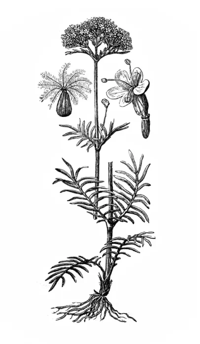 Framed Print : Valerian (Valeriana officinalis) Framed Print : Valerian (Valeriana officinalis)