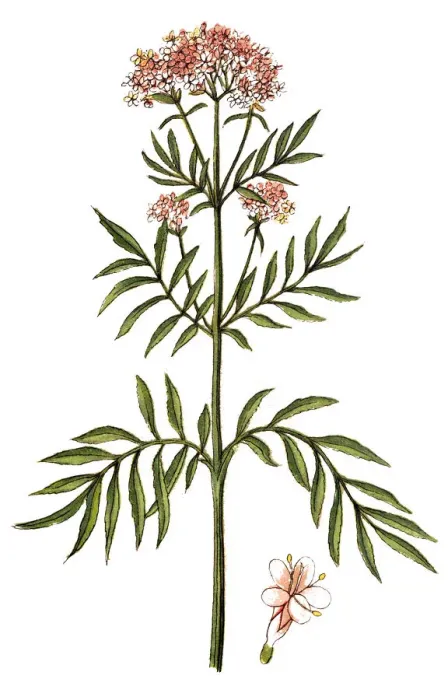 Framed Print : Valerian (Valeriana officinalis) Framed Print : Valerian (Valeriana officinalis)