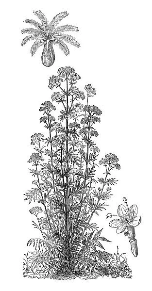 Valerian (Valeriana officinalis, Caprifoliaceae)