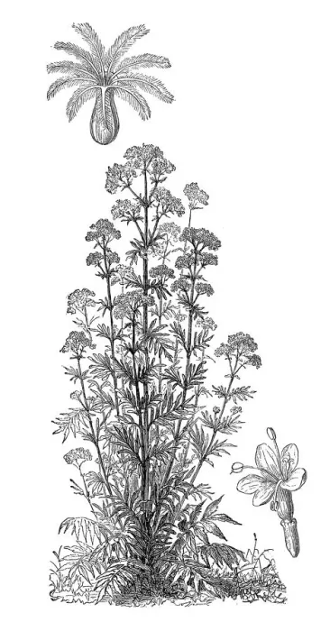 Framed Print : Valerian (Valeriana officinalis, Caprifoliaceae) Framed Print : Valerian (Valeriana officinalis, Caprifoliaceae)
