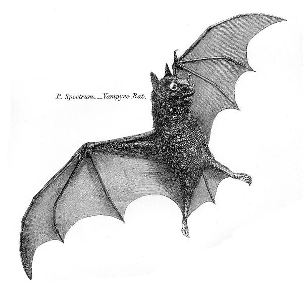Vampire bat illustration 1803