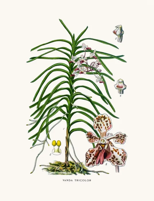Framed Print : Vanda tricolor Orchid Framed Print : Vanda tricolor Orchid