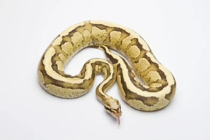 Framed Print : Vanilla Cream Ball Python or Royal Python -Python regius-, male Framed Print : Vanilla Cream Ball Python or Royal Python -Python regius-, male