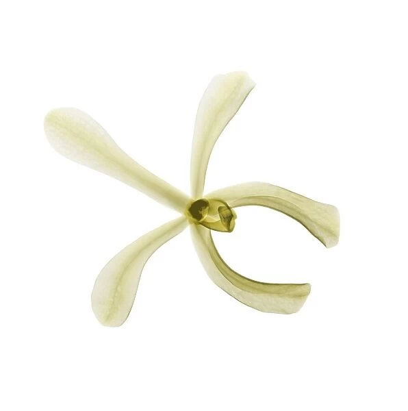 Vanilla flower (Vanilla planifolia), X-ray