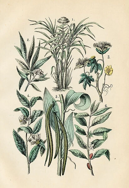 Vanilla, tea, coffee, cotton, sugarcane, clove engraving 1872