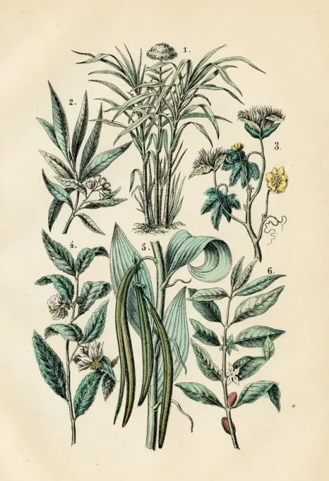Framed Print : Vanilla, tea, coffee, cotton, sugarcane, clove engraving 1872 Framed Print : Vanilla, tea, coffee, cotton, sugarcane, clove engraving 1872