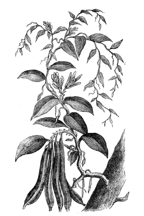 Framed Print : Vanilla, Vanilla planifolia Framed Print : Vanilla, Vanilla planifolia