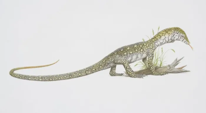 Framed Print : Varanus giganteus, Perentie, side view Framed Print : Varanus giganteus, Perentie, side view