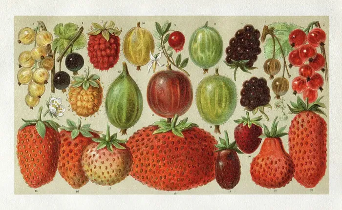 Framed Print : Variation of berries illustration 1896 Framed Print : Variation of berries illustration 1896