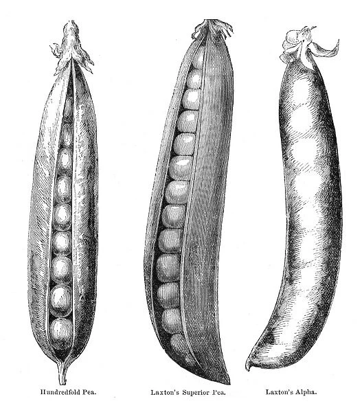 Variations of peas illustration 1874