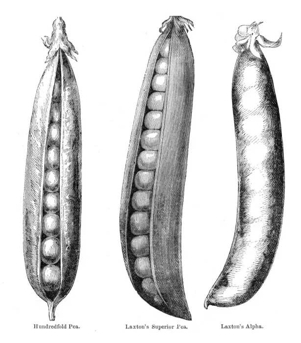 Framed Print : Variations of peas illustration 1874 Framed Print : Variations of peas illustration 1874