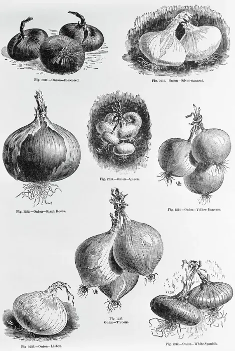 Framed Print : Eight Varieties Of Onion--1800'S Woodcut Framed Print : Eight Varieties Of Onion--1800'S Woodcut