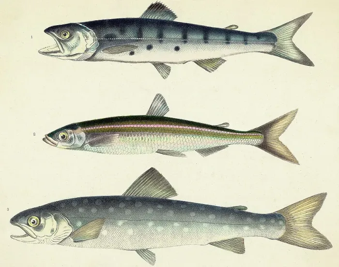 Framed Print : Three Varieties Of Salmon Framed Print : Three Varieties Of Salmon