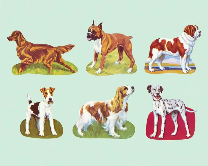 Framed Print : Variety of Dogs Framed Print : Variety of Dogs